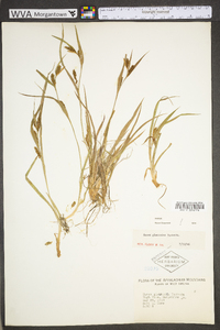 Carex glaucodea image