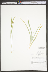 Carex glaucodea image