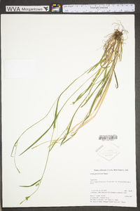 Carex gracilescens image