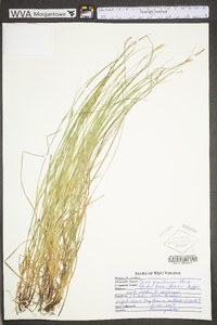 Carex gracilescens image