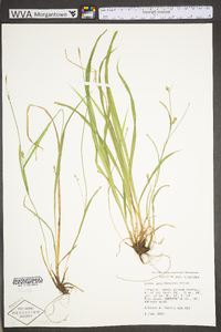 Carex gracilescens image