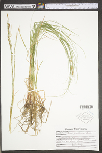 Carex gracilescens image