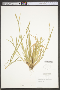 Carex gracilescens image