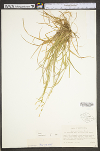 Carex gracilescens image