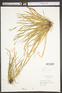 Carex gracilescens image