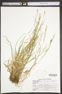 Carex gracilescens image