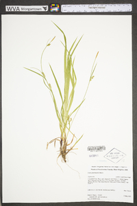 Carex gracilescens image