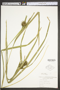 Carex grayi image