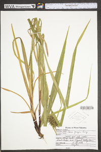 Carex grayi image