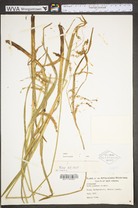 Carex gynandra image