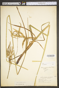 Carex gynandra image