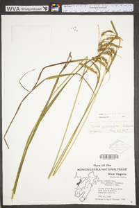 Carex gynandra image