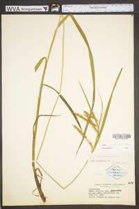 Carex gynandra image