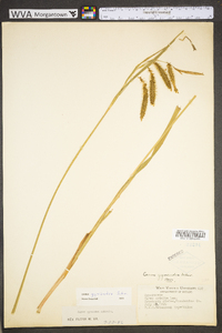 Carex gynandra image