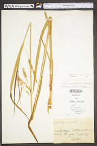 Carex gynandra image