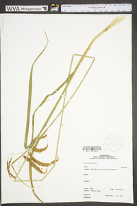 Carex gynandra image