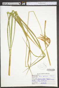 Carex gynandra image