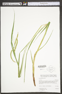 Carex gynandra image