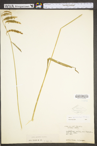 Carex gynandra image