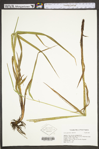 Carex gynandra image