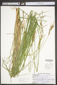 Carex emoryi image