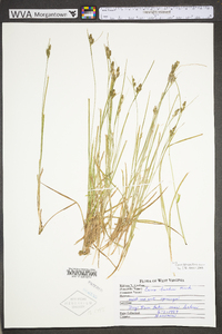 Carex bushii image