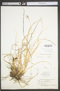 Carex swanii image