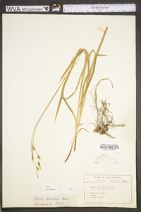 Carex hirtifolia image