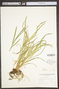 Carex hirtifolia image