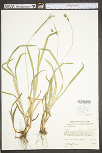 Carex hirtifolia image