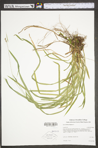 Carex hirtifolia image