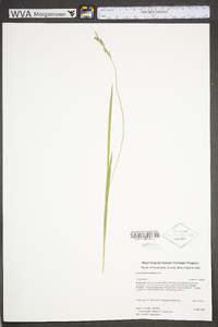 Carex hirtifolia image