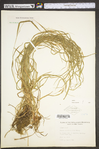 Carex hitchcockiana image