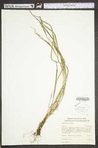 Carex hitchcockiana image