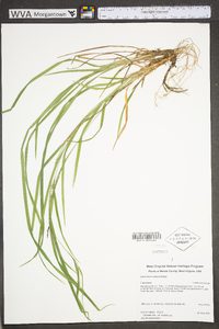 Carex hitchcockiana image