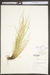 Carex jamesii image