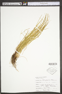 Carex jamesii image