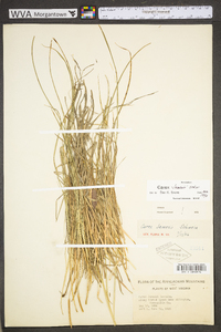 Carex jamesii image