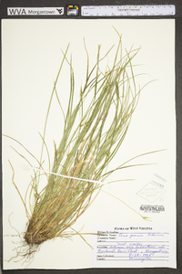 Carex jamesii image