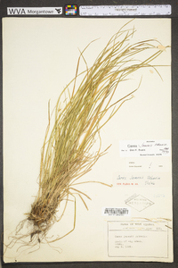 Carex jamesii image