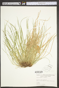 Carex jamesii image