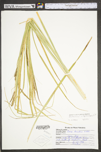 Carex hyalinolepis image