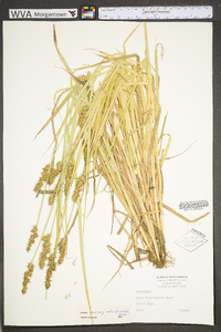 Carex laevivaginata image