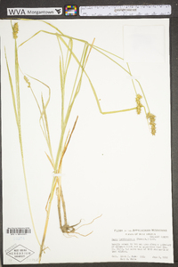 Carex laevivaginata image