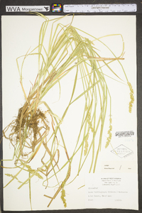 Carex laevivaginata image