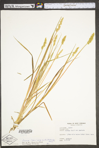 Carex laevivaginata image