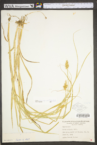 Carex laevivaginata image