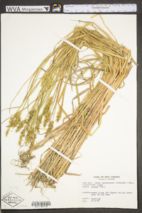 Carex laevivaginata image