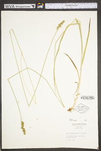 Carex laevivaginata image