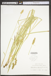 Carex laevivaginata image